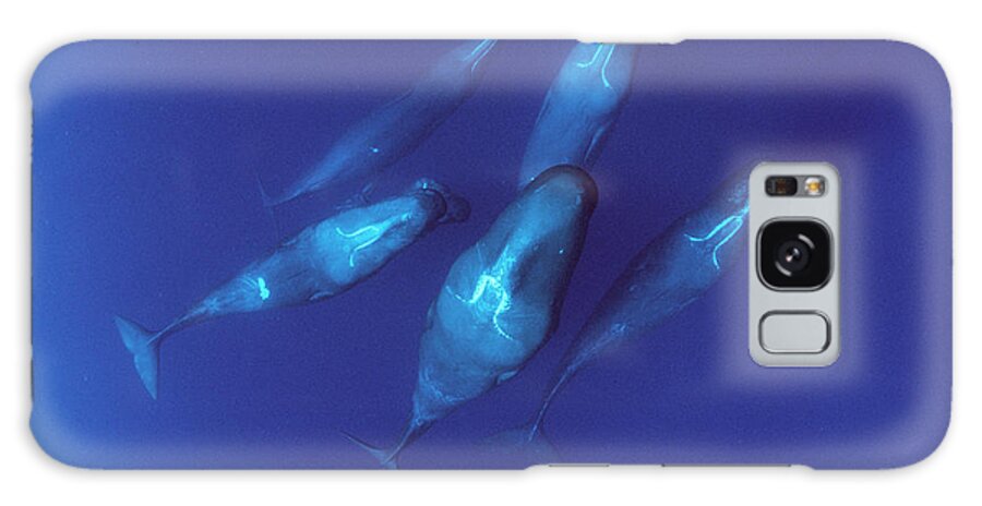 00114207 Galaxy Case featuring the photograph Sperm Whale Pod Dominica by Flip Nicklin
