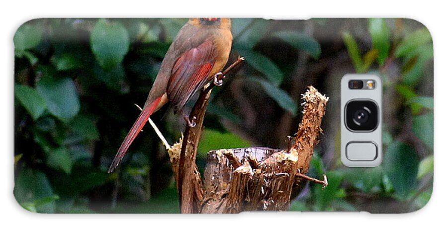 Cardinal Galaxy Case featuring the photograph Spring Cardinal by Paul Wilford