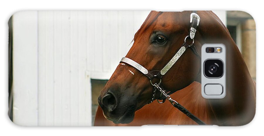 Quarter Horse Galaxy Case featuring the photograph Stud by Angela Rath