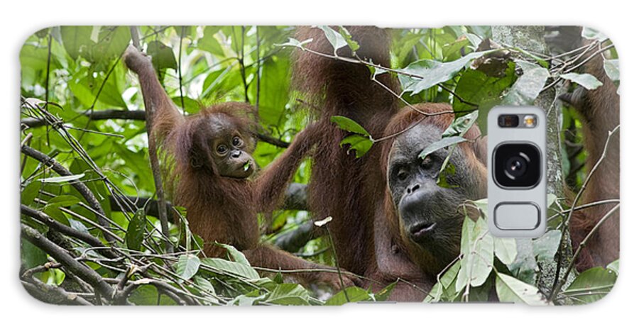 00444016 Galaxy Case featuring the photograph Sumatran Orangutan And Her 9 Month Old by Suzi Eszterhas