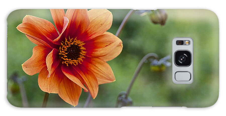 Photography Galaxy S8 Case featuring the photograph Summer Dahlia by Sean Griffin