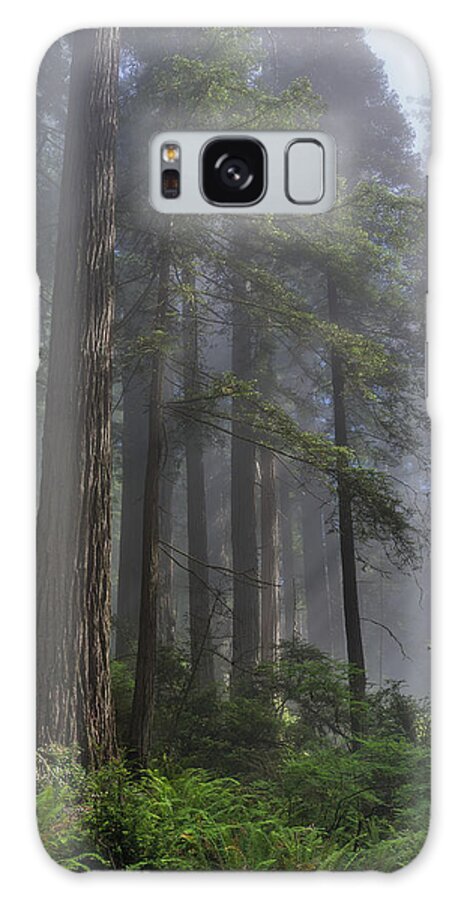 Redwoods Galaxy S8 Case featuring the photograph Sun Breaking on Redwoods by Greg Nyquist