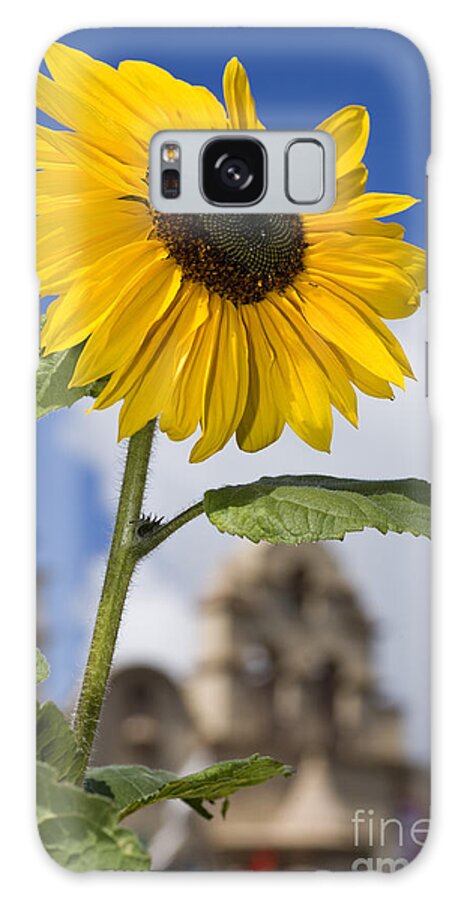 Sunflower Galaxy Case featuring the photograph Sunflower in Balboa Park by Daniel Knighton