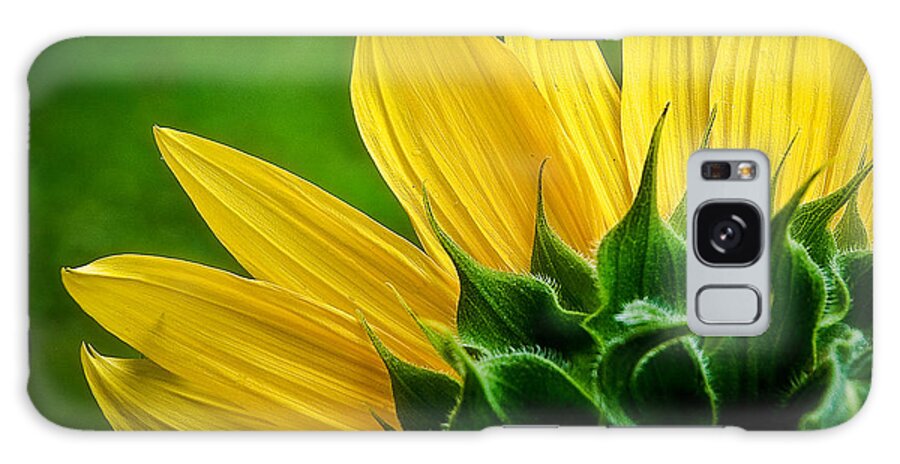 Flower Galaxy S8 Case featuring the photograph Sunflower by Larry Carr
