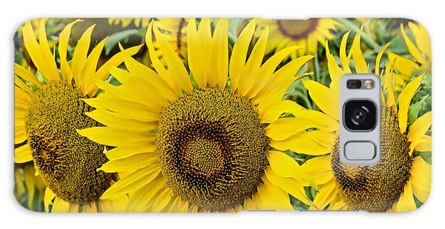 Sunflowers Galaxy S8 Case featuring the photograph Sunflowers by Gary Beeler