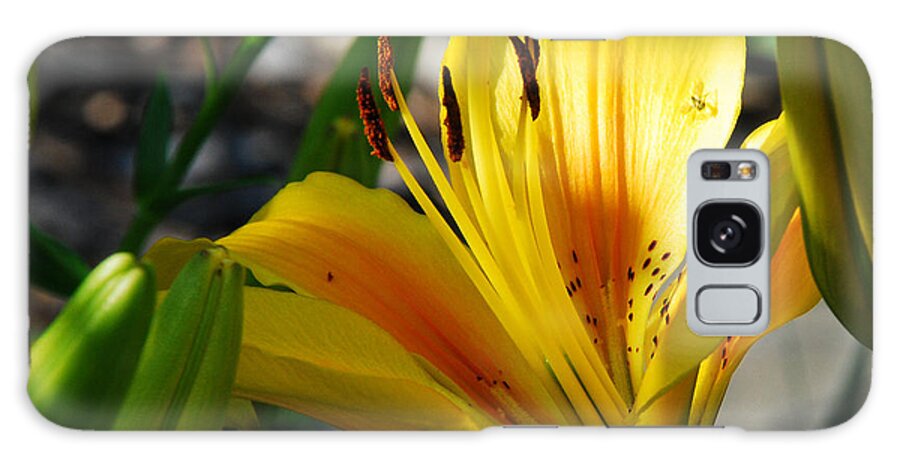 Lilies Galaxy Case featuring the photograph Sunlight On My Lily by Janice Adomeit