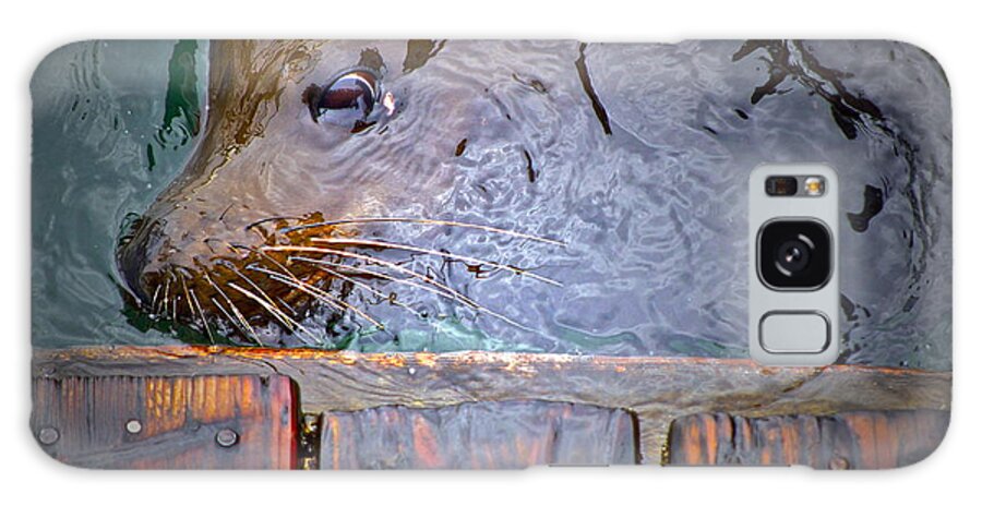 Sea Lion Galaxy Case featuring the photograph Surfacing by Gwyn Newcombe
