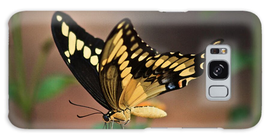 Swallowtail Butterfly Galaxy S8 Case featuring the photograph Swallowtail by Kim Henderson
