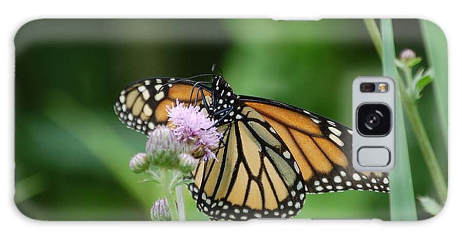 Monarch Butterfly Galaxy Case featuring the photograph Tasting Nectar by Susan Stevens Crosby
