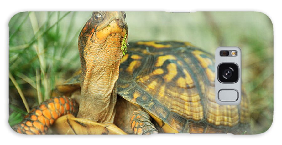 Terrapene Carolina Galaxy Case featuring the photograph Terrapene Carolina Eastern Box Turtle by Rebecca Sherman