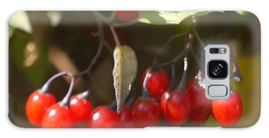 Berries Galaxy Case featuring the photograph Thanksgiving Berries by Heather Hennick