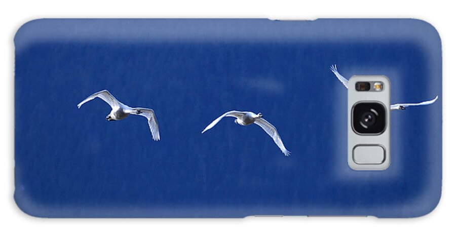 Trumpeter Swan Galaxy Case featuring the photograph Three Amigos by Sharon Talson