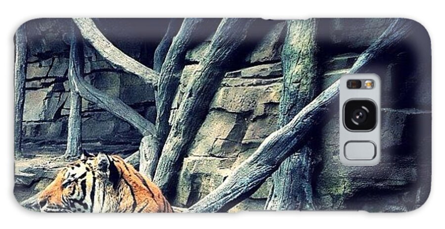Water Galaxy Case featuring the photograph Tiger In The Tank... Fish Tank! #tiger by Robert Campbell