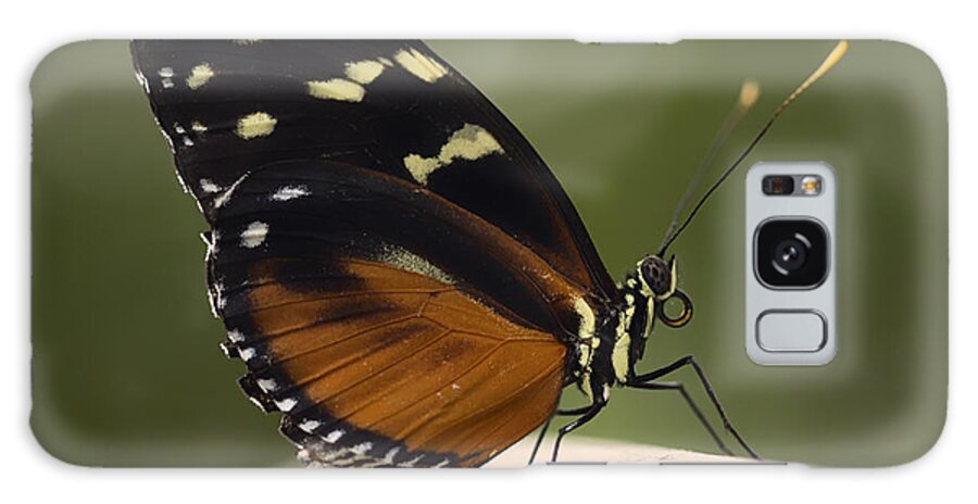 Yellow Galaxy Case featuring the photograph Tiger Longwing Profile by Bill and Linda Tiepelman