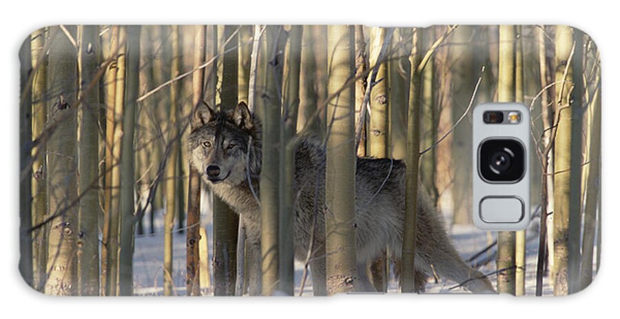 Mp Galaxy Case featuring the photograph Timber Wolf Canis Lupus Camouflaged by Konrad Wothe