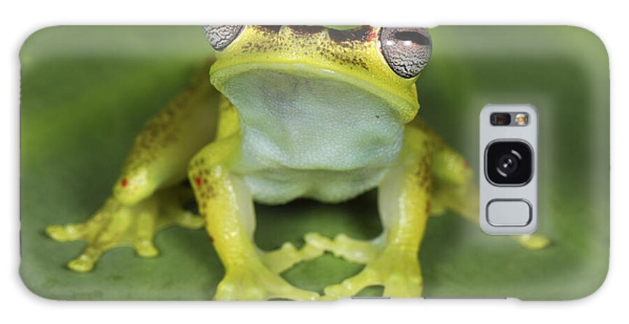 Mp Galaxy Case featuring the photograph Tree Frog Hyla Rubracyla At Night by Thomas Marent
