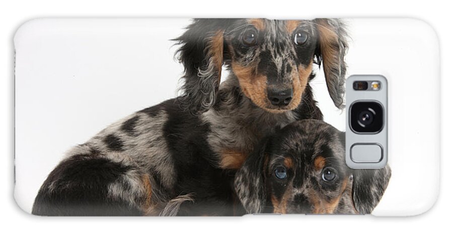 Dachshund Galaxy Case featuring the photograph Tricolor Dachshund Puppies by Mark Taylor