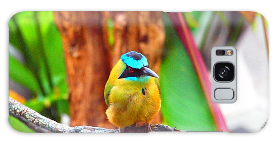 Bird Galaxy S8 Case featuring the photograph Tropical Bird Original by Tammy Bullard