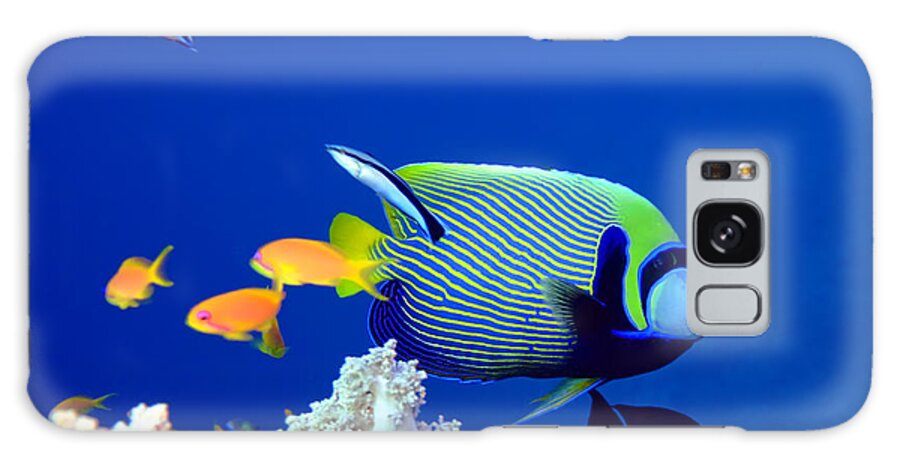 Angel Galaxy Case featuring the photograph Tropical fish Angelfish by MotHaiBaPhoto Prints