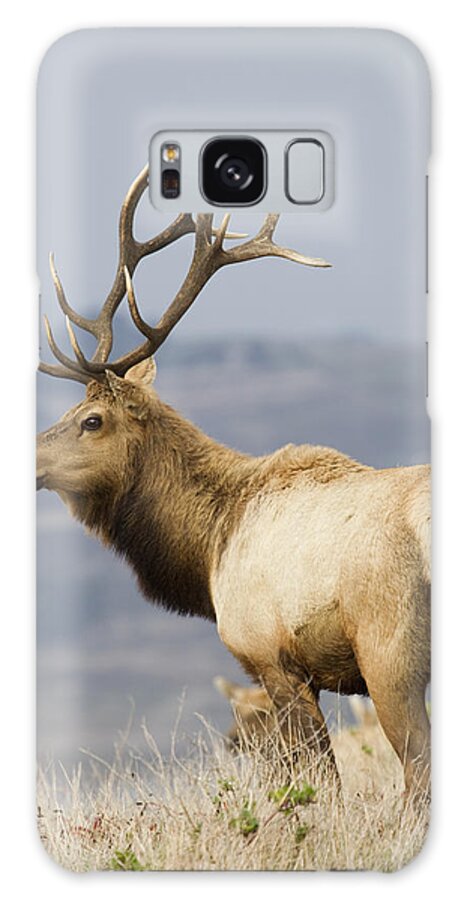 00499827 Galaxy Case featuring the photograph Tule Elk Bull Point Reyes National by Sebastian Kennerknecht