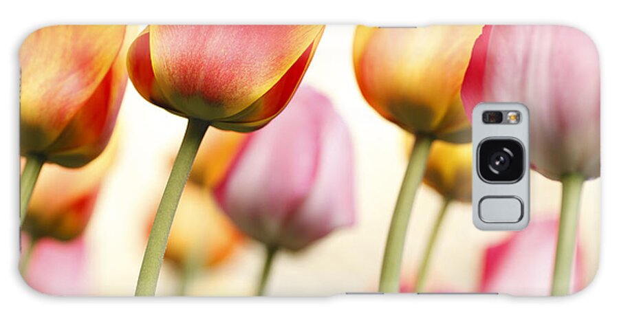 Tulip Galaxy Case featuring the photograph Tulip - Impressions 1 by Martin Williams