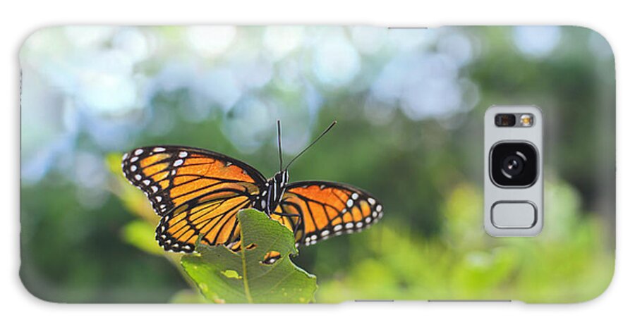 America Galaxy Case featuring the photograph Viceroy Butterfly Limenitis archippus by Marianne Campolongo