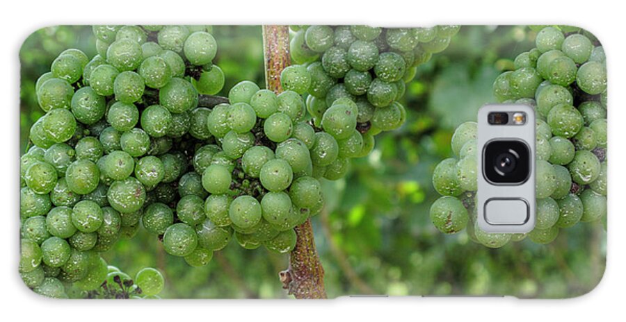 Grapes Galaxy Case featuring the photograph White Grapes by Steve Gravano