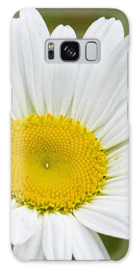 Wildflower Galaxy Case featuring the photograph Wild Daisy by Bob Decker