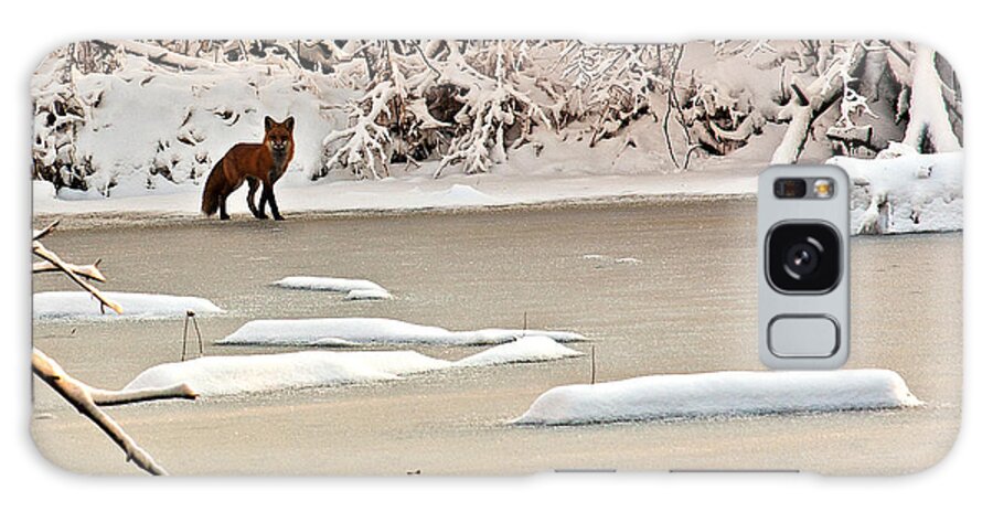 Fox Galaxy S8 Case featuring the photograph Winter Fox by Ed Peterson