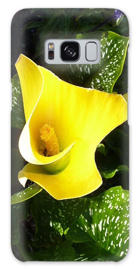 Calla Galaxy Case featuring the photograph Yellow Calla Lily by Carla Parris
