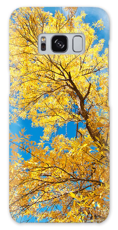 Autumn Galaxy Case featuring the photograph Yellow on Blue by Bob and Nancy Kendrick
