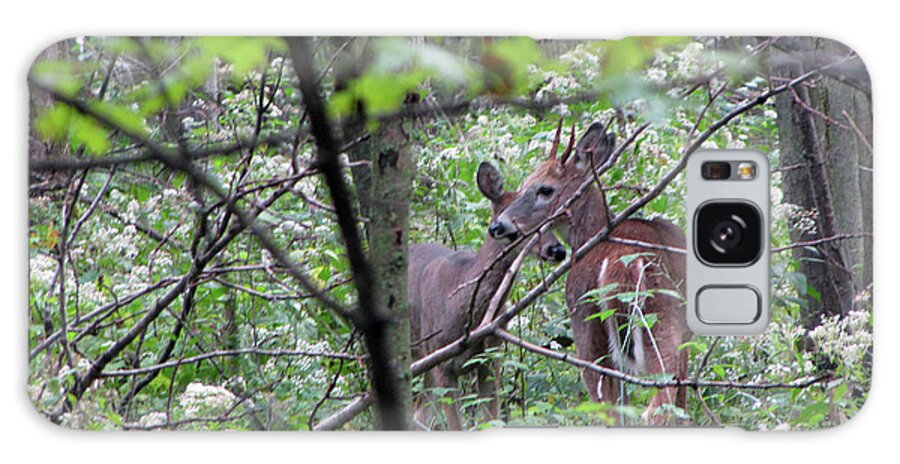 Wildlife Galaxy Case featuring the photograph Young Deer In Flossmoor Forest by Cedric Hampton
