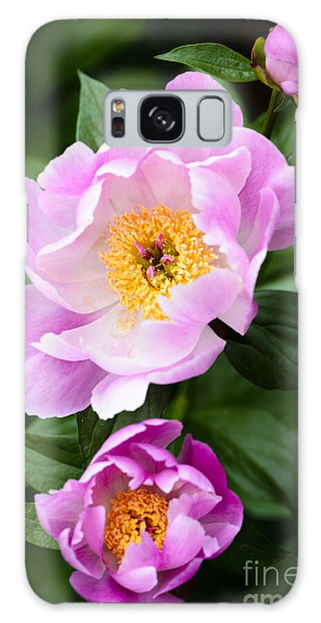 Beauty In Nature Galaxy Case featuring the photograph Pink peony flower with buds by Oscar Gutierrez