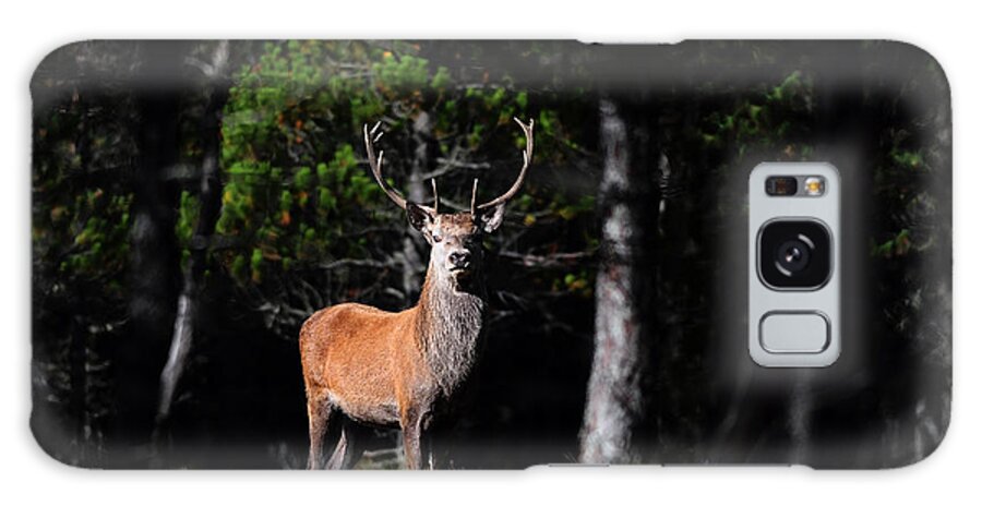  Stag In The Forest Galaxy Case featuring the photograph Stag In The Forest by Gavin Macrae