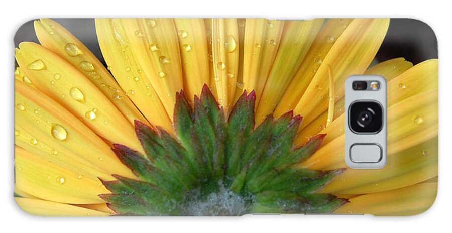 Flowers Galaxy Case featuring the photograph Water drops on Gerbera Daisy by Amy Fose