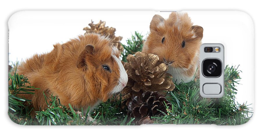 Abyssinian Guinea Pig Galaxy Case featuring the photograph Abyssinian Guinea Pig for Christmas #1 by Anthony Totah