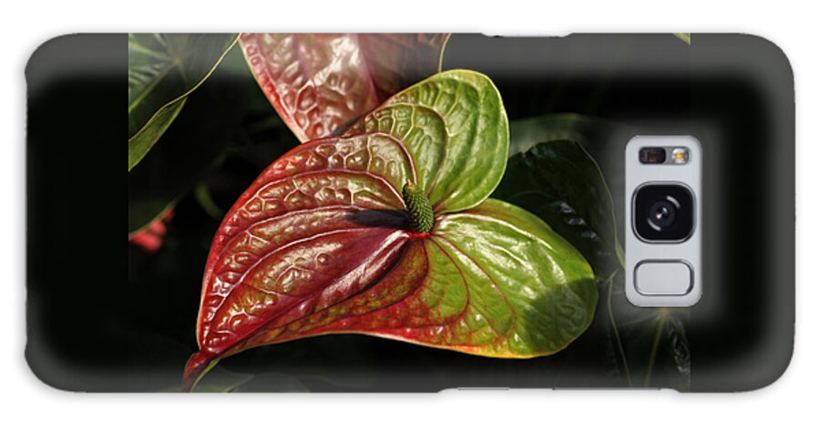 Red Galaxy Case featuring the photograph Anthurium Flamingo #1 by Tammy Pool