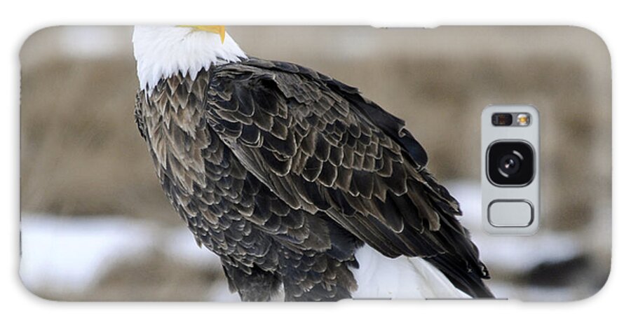 Bald Eagle Galaxy S8 Case featuring the photograph Bald Eagle #1 by Gary Beeler