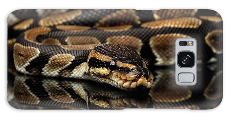 Snake Galaxy Case featuring the photograph Ball or Royal python Snake on Isolated black background by Sergey Taran