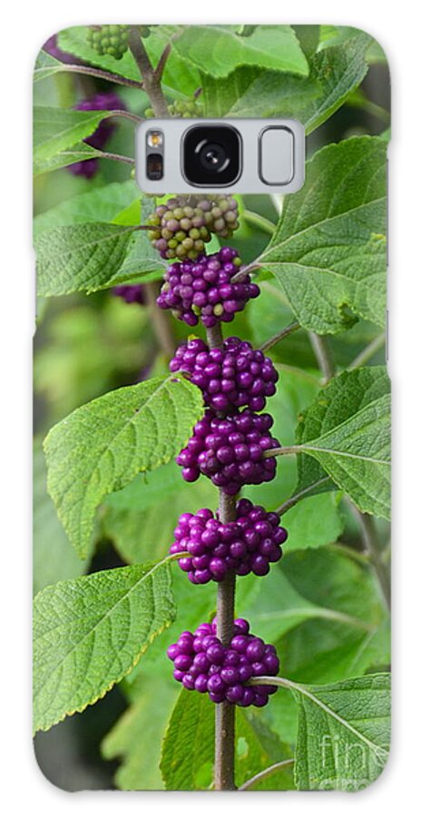 Berry Galaxy S8 Case featuring the photograph BeautyBerry #1 by Carol Bradley