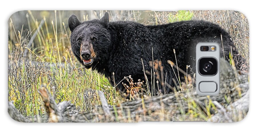 Black Galaxy Case featuring the photograph Black Bear #1 by Bill Dodsworth