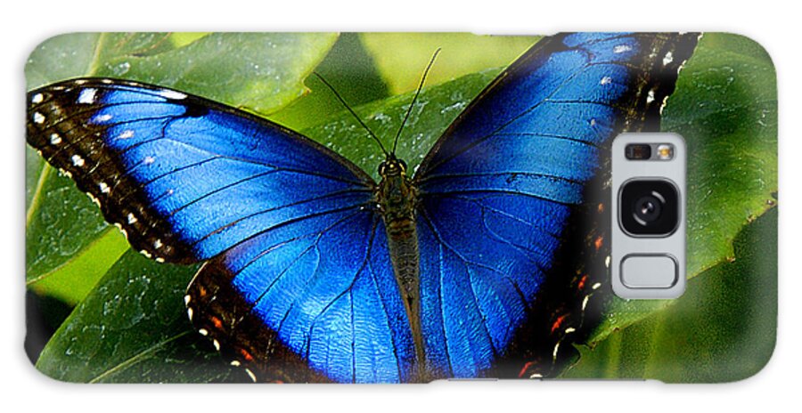 Butterfly Galaxy Case featuring the photograph Blue Morpho by Neil Doren