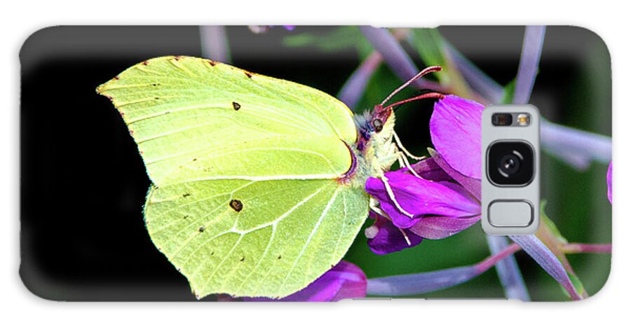 Animal Galaxy Case featuring the photograph Brimstone butterfly by Amanda Mohler