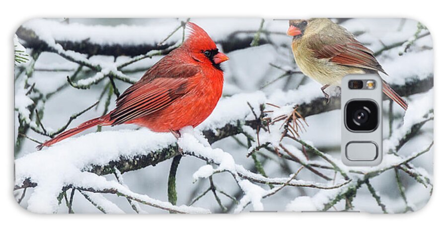 Cardinals In The Snow Galaxy Case featuring the photograph Cardinal Couple #1 by Peg Runyan