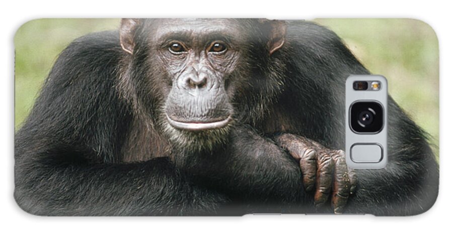 Mp Galaxy Case featuring the photograph Chimpanzee Pan Troglodytes Portrait #1 by Gerry Ellis