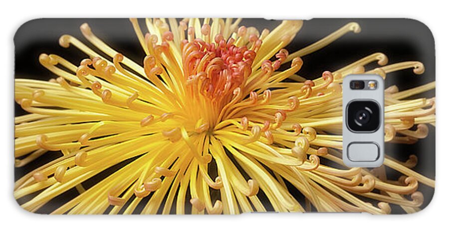 Flower Galaxy S8 Case featuring the photograph Chrysanthemum 'Lava' #1 by Ann Jacobson
