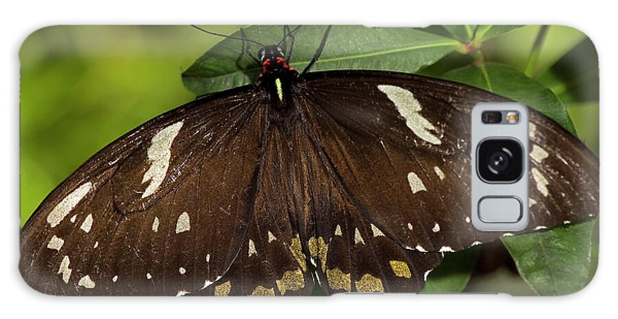 Common Mormon Butterfly Galaxy Case featuring the photograph Common Mormon #1 by JT Lewis