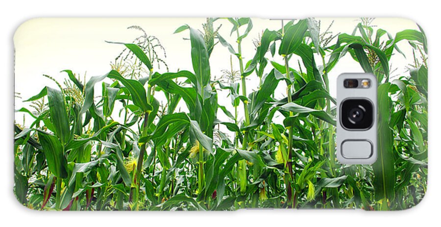 Agriculture Galaxy Case featuring the photograph Corn Field #1 by Carlos Caetano
