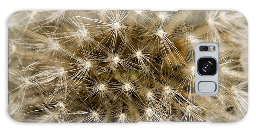 2016 Galaxy Case featuring the photograph Dandelion #1 by Shawn Jeffries