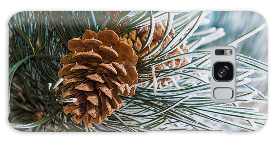 Christmas Galaxy Case featuring the photograph Frosty Pine Needles and Pine Cones #1 by Dawn Key